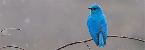 Bluebird Symbolism, Dreams, and Messages | Spirit Animal Totems