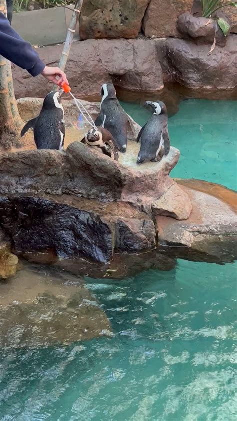 Dallas World Aquarium penguins [Video] | Dallas world aquarium ...