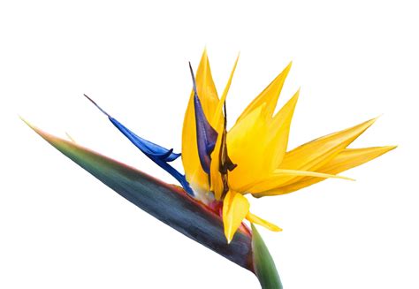 Bird Of Paradise Flower Png - PNG Image Collection