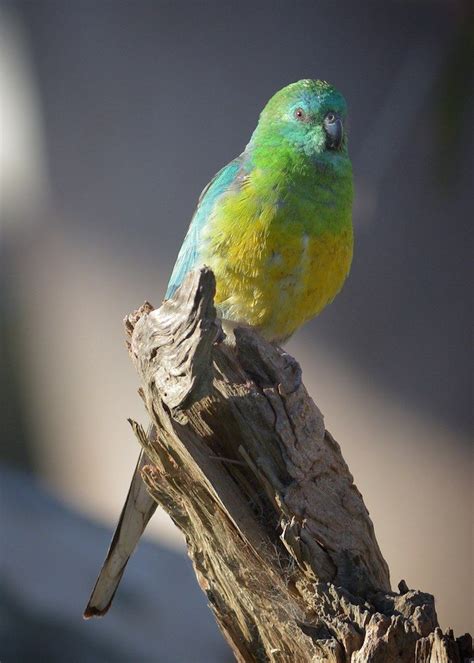 Red-rumped Parrot. "Prudence, won't you come out to play" Act 1 | Australian parrots, Parrot ...