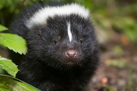 9 Splendid Facts About Skunks You Might Not Know Cottage Life Skunk | Images and Photos finder