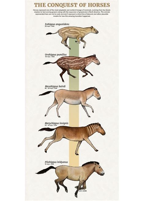 an illustrated poster showing different types of horses