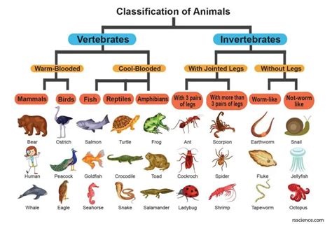 Kingdom Animalia - Classification, Characteristics, and Evolution - Rs ...