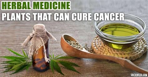 Herbal medicine: Plants that can Cure Cancer