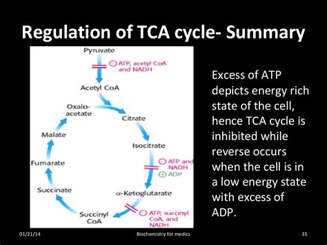 TCA cycle- steps, regulation and significance