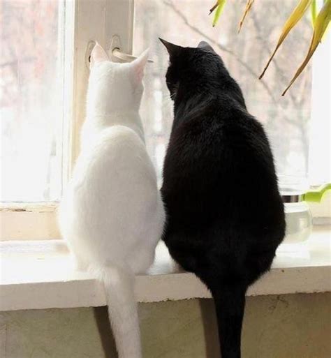 17 Best images about Cats-Black Cat ♥ White Cat... on Pinterest ...