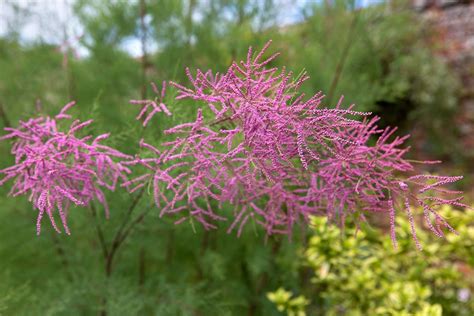 How to Grow a Tamarisk Tree | BBC Gardeners World Magazine