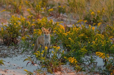 Golden Fox Photograph by Doug Venner - Fine Art America