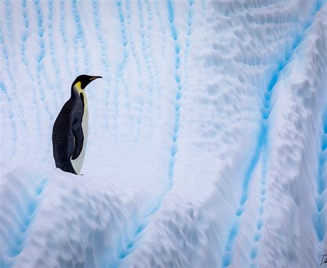 Emperor on Ice | Derek Nielsen Photography