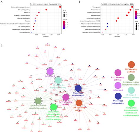 The Kyoto encyclopedia of genes and genomes (KEGG) enrichment analysis ...