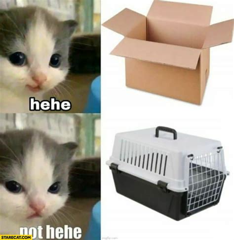 Cat cardbox box hehe vs cat carrier not hehe | StareCat.com