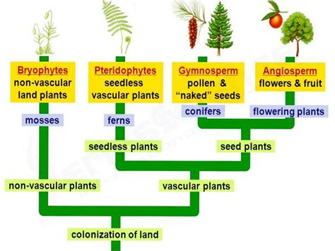 Plant Diversity | Botany, Plant science, Plant classification