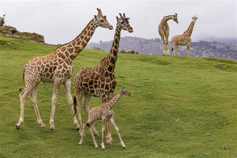 San Diego Zoo Safari Park tickets | San Diego