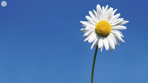 Daisy Flower Wallpapers HD Pictures – One HD Wallpaper Pictures Backgrounds FREE Download