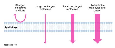 Cell membrane - definition, structure, function, and biology