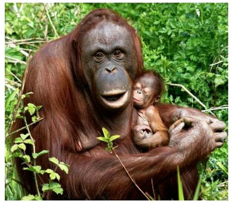 Bebé orangután | Orangutanes, Orangután, Animales