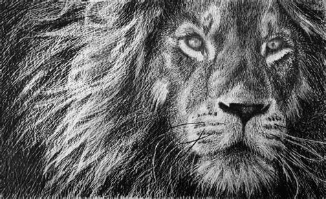 How to Draw a Lion Portrait