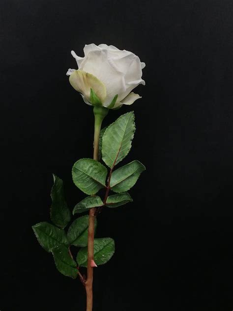 White Rose Bush roses Rose flower Wild flowers Flowers for | Etsy | White roses, White rose ...