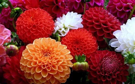 Beautiful dahlia flower - Flower HD wallpaper | Pxfuel