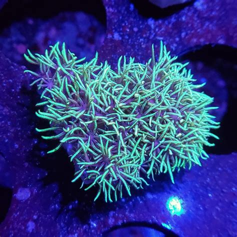 Toxic Green Star Polyps | Reef Geeks