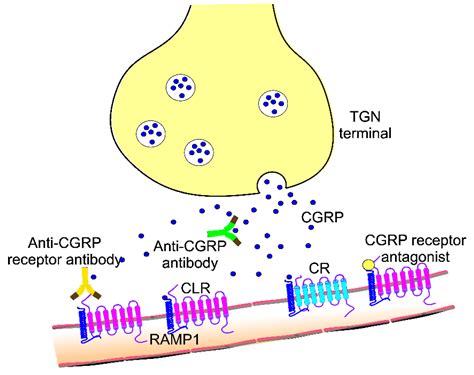 Nutrients | Free Full-Text | Nutrition and Calcitonin Gene Related Peptide (CGRP) in Migraine