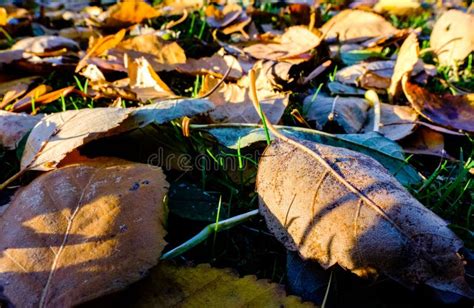 Decaying Organic Matter and Leaves Seen on a Forest Floor in Winter. Stock Image - Image of ...