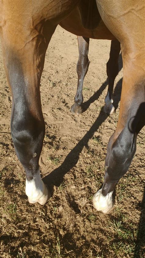 How to Treat a Swollen Hock on a Horse: Expert Tips for Quick Relief