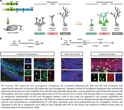 Reactivating neurogenesis improves learning and memory in old mice – Science Mission