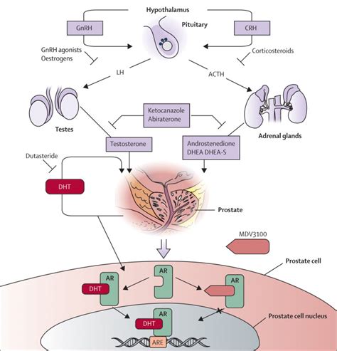 Anti-androgens and androgen-depleting therapies in prostate cancer: new ...