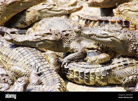 Adult crocodiles at rest and sleeping Long Xuyen Crocodile Farm, Mekong Delta, Vietnam Stock ...