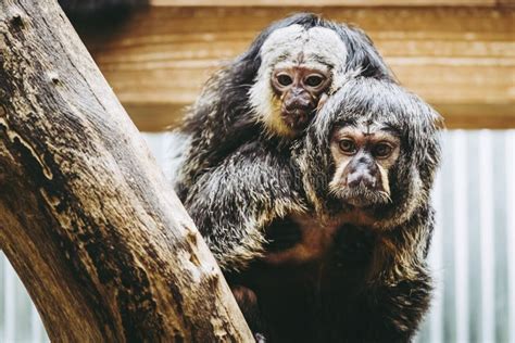 White-faced Saki Monkey with Her Baby Stock Image - Image of jungle ...