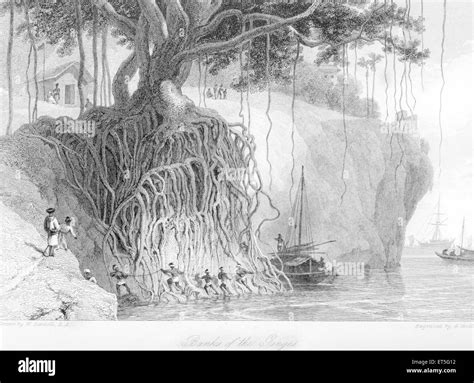 Banyan Tree Pencil Drawing