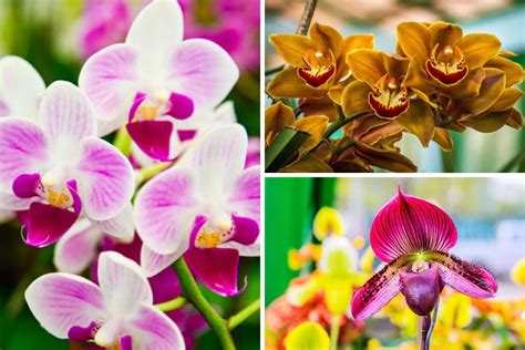 Orchid Types List