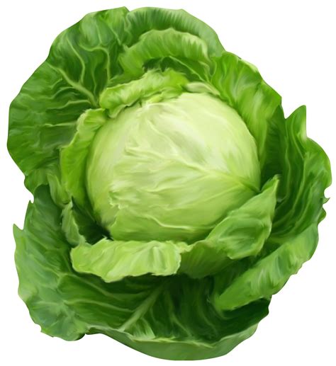 Cabbage Raw Cabbage, Cabbage Soup, Cabbage Vegetable, Cabbage Patch, Fried Cabbage, Cabbage ...