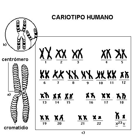 Cariotipo | Biology worksheet, Biochemistry notes, Chromosome