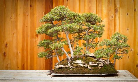 I 10 migliori alberi bonsai per principianti