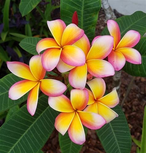 Plumeria (Plumeria rubra 'Mango Magic') in the Plumerias Database ...