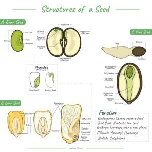 Seed Anatomy or Parts of Seeds