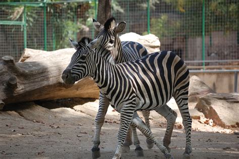 Passióperlanatura: Animals del Zoo de Barcelona