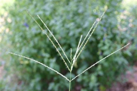 Crabgrass – Dying in Fall | Walter Reeves: The Georgia Gardener