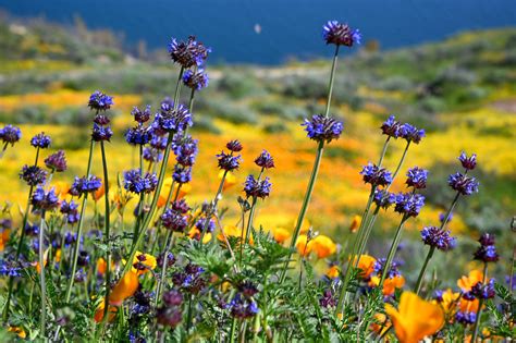 Death Valley Flowers In March : The 10 Best Places To See Wildflowers ...