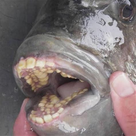 Afternoon Random Picture Dump 42 Pics | Fish, Human teeth, Animals