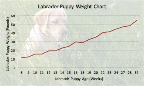 Labrador Weight Charts - How Much Should My Labrador Weigh? | Labrador weight, Weight charts ...