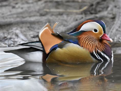 Mandarin Duck - eBird