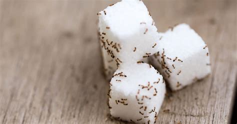 Sugar Ants: How to Get Rid of Them | Bugs.com