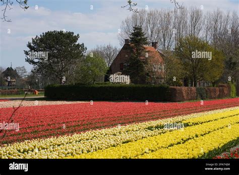 Tulip fields near Lisse in the Netherlands Stock Photo - Alamy