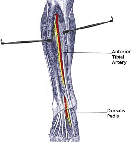 Tibial Anatomy - Anatomical Charts & Posters