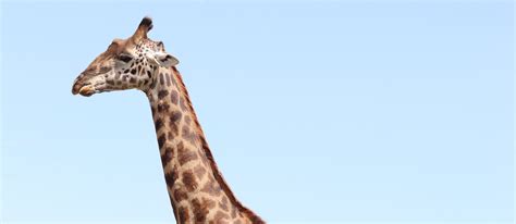 What is the gestation period of a giraffe?