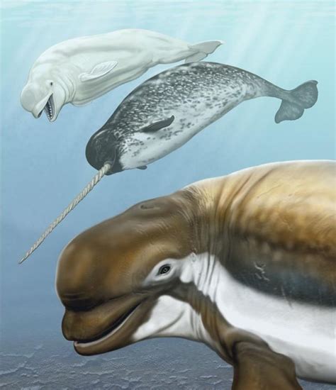 Ancient Beluga Whales Enjoyed Warm Waters | Live Science