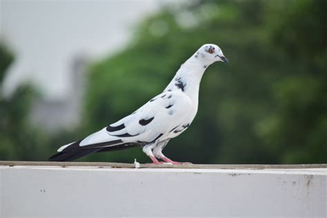 Pigeon Profile 1 Free Stock Photo - Public Domain Pictures